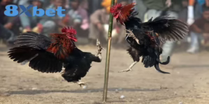 Cách Xem Trực Tiếp Kèo Đá Gà Hấp Dẫn Tại Nhà Cái 8XBET